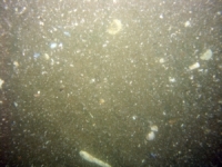 Image of seabed - photo.