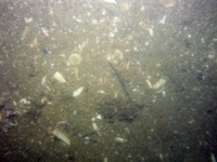 Image of seabed - photo.