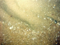 Image of seabed - photo.