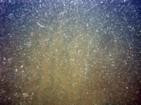 Image of seabed - photo.