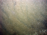 Image of seabed - photo.