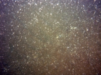 Image of seabed - photo.