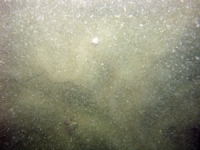 Image of seabed - photo.