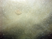 Image of seabed - photo.