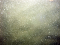 Image of seabed - photo.