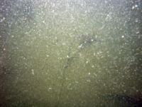 Image of seabed - photo.