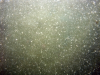 Image of seabed - photo.