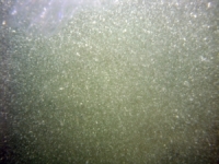 Image of seabed - photo.