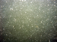 Image of seabed - photo.