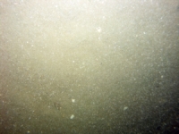 Image of seabed - photo.