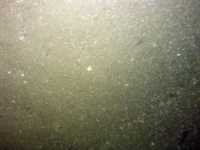 Image of seabed - photo.