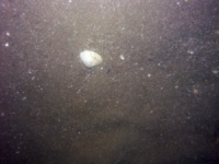 Image of seabed - photo.