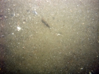 Image of seabed - photo.