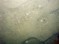 Image of seabed - photo.