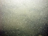 Image of seabed - photo.