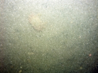 Image of seabed - photo.