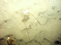 Image of seabed - photo.