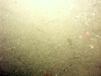 Image of seabed - photo.