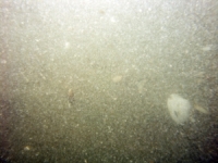 Image of seabed - photo.