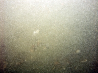 Image of seabed - photo.