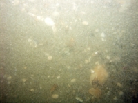 Image of seabed - photo.