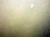 Image of seabed - photo.