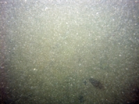 Image of seabed - photo.