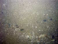 Image of seabed - photo.