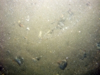 Image of seabed - photo.