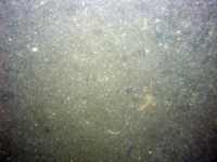 Image of seabed - photo.