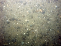 Image of seabed - photo.