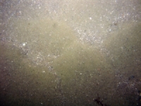 Image of seabed - photo.