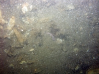 Image of seabed - photo.