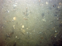 Image of seabed - photo.