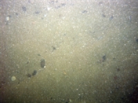 Image of seabed - photo.