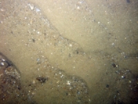 Image of seabed - photo.