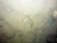 Image of seabed - photo.