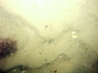 Image of seabed - photo.