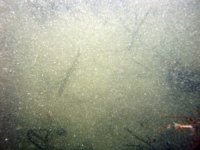 Image of seabed - photo.