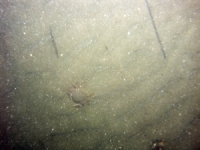 Image of seabed - photo.