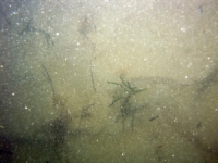 Image of seabed - photo.