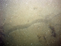 Image of seabed - photo.