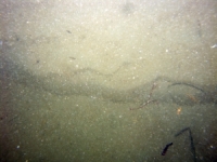 Image of seabed - photo.