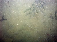 Image of seabed - photo.