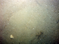 Image of seabed - photo.