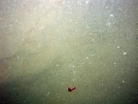 Image of seabed - photo.