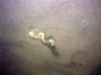 Image of seabed - photo.