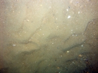 Image of seabed - photo.