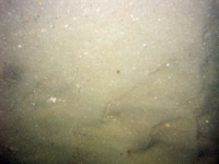 Image of seabed - photo.