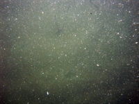 Image of seabed - photo.